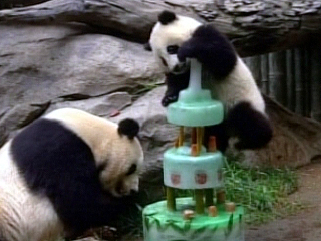 Panda's Birthday Cake
