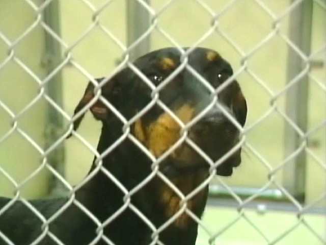Woman Dumps Dogs