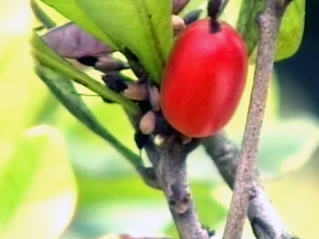 Little Berry Has Big Benefits