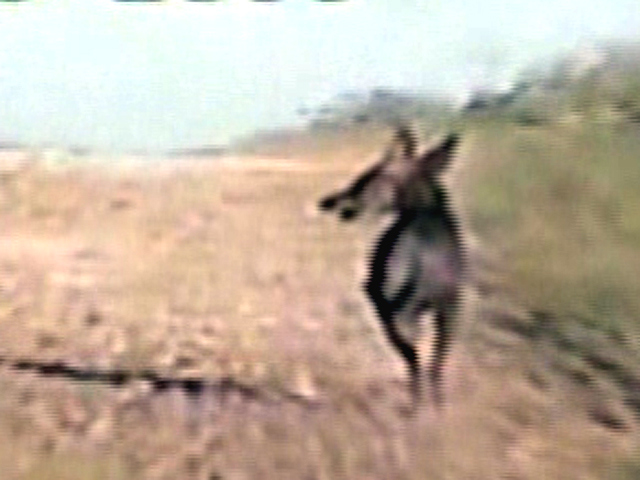 Chupacabra - Myth Or Reality?
