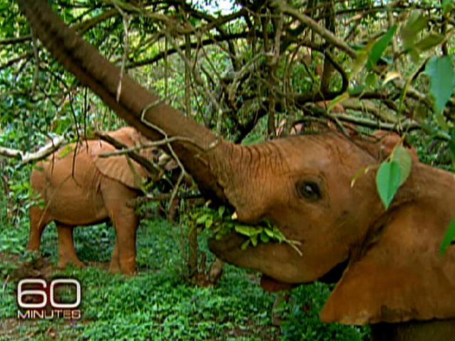 The Cost Of Ivory