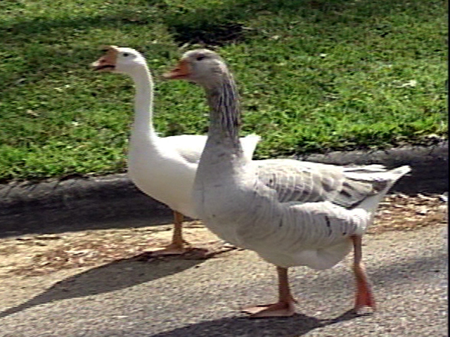 A Man's Pet Geese