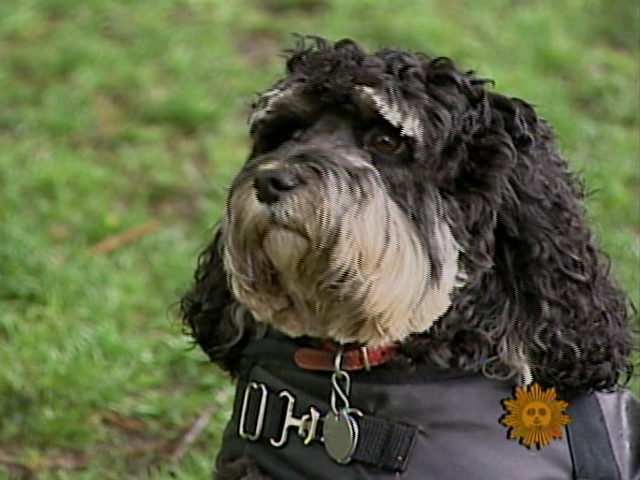 The Divinity Of Dogs