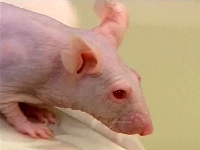 Stem Cells Promising