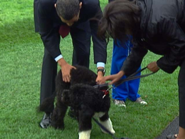 Bo Obama Makes His Debut
