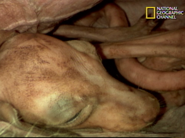 Animals In The Womb