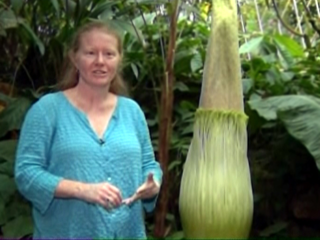 Giant Flower Smells Like Corpse
