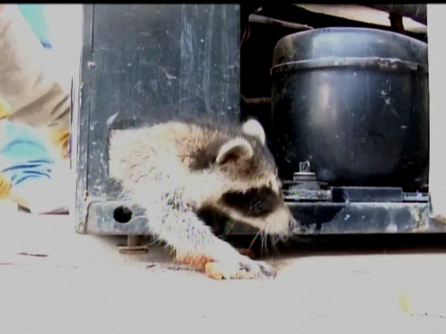 Racoons Stuck In Soda Machine