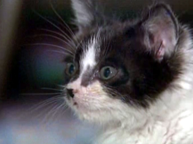 Hen Distraught Over Lost Kitten