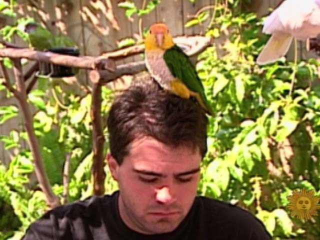 Bye Bye Birdie