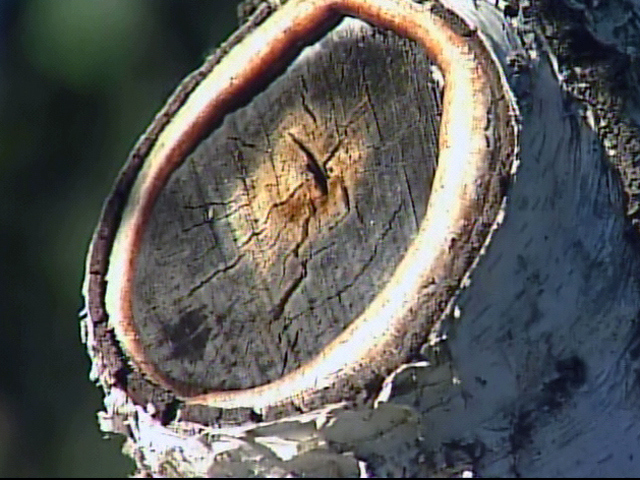 M.J.'s Face In A Tree Stump?