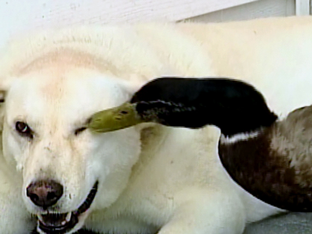 Duck, A Dog's Best Friend