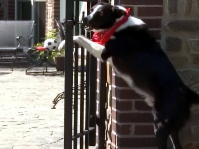 A Crafty Canine