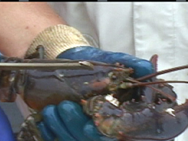 Harry Hurt Lobster Fishing