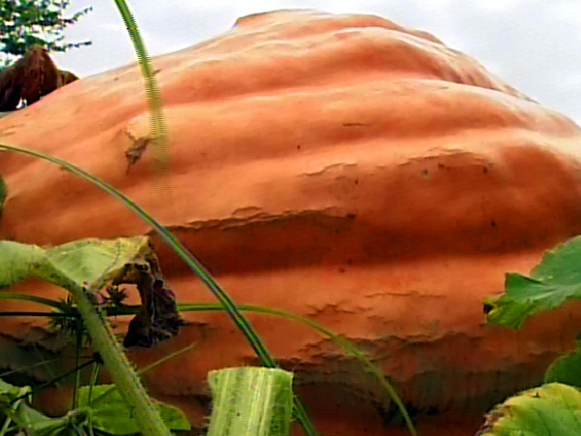 Gigantic Pumpkin, Still Growing