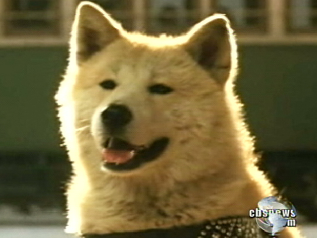 Hachiko The Loyal Dog