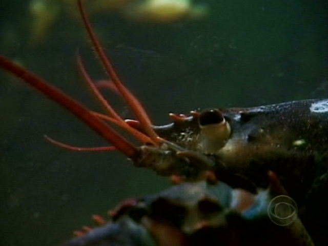 The Steamy Side of Lobsters