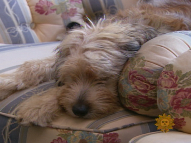 Bill Geist's Puppy Love