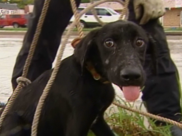 Dog Rescued From Manhole