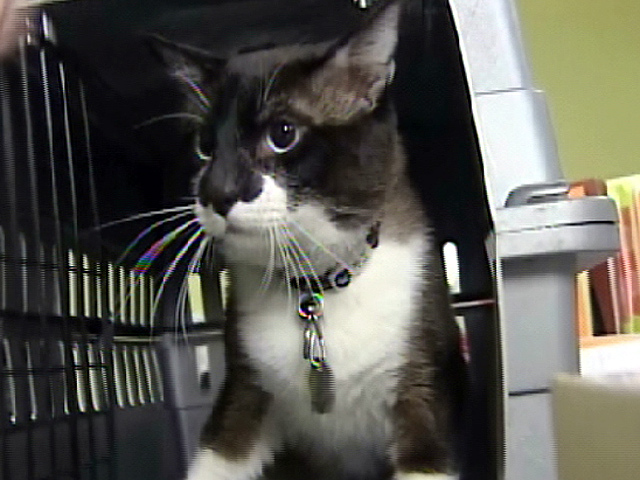 A Cat's 900 Mile Adventure