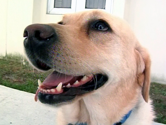 Golden Retriever Reads Cards
