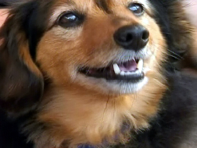 Oldest Dog in the World