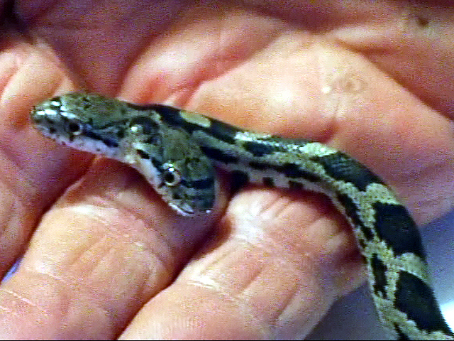 Two-Headed Snake
