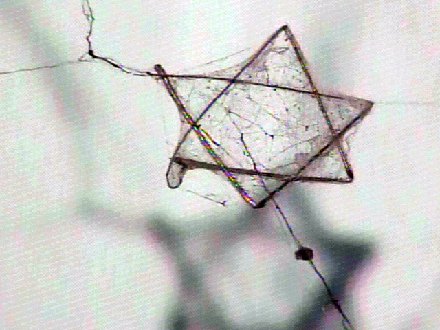 Spider Weaves Star of David Web