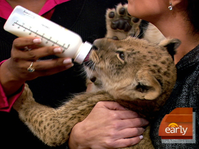 Miami Metrozoo's Exotic Animals
