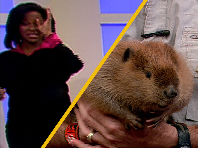 Beaver Urinates on Correspondent