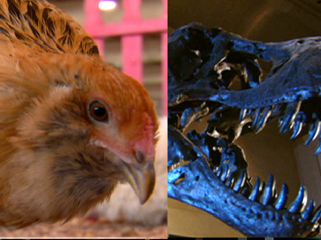 Turning Chickens to Dinosaurs