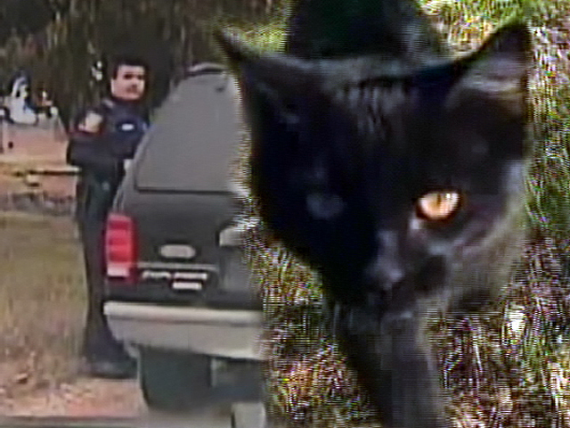 A Cop-Lovin' Cat