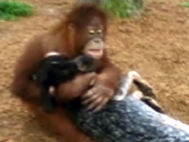 Odd Animal Pairing