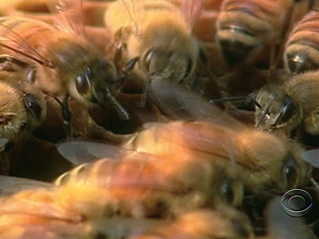 Urban Bee-Keeping