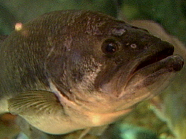 Something Fishy in the Water