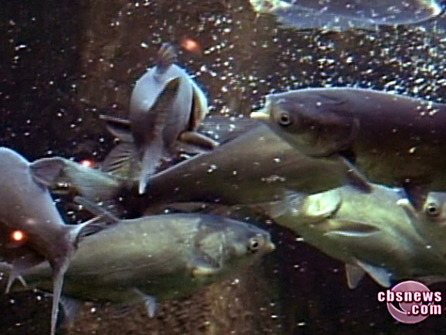 Asian Carp Lake Invasions