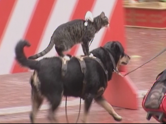 Animal Pyramid For Peace