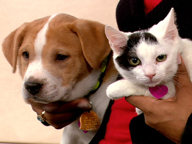 Ask It Early: Pet Care