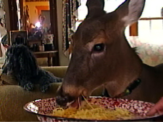 Deer Lives Like Dog