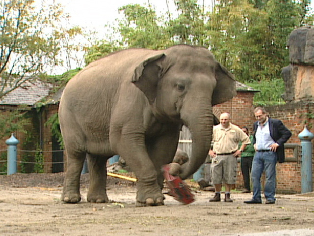 Elephant Checks Luggage