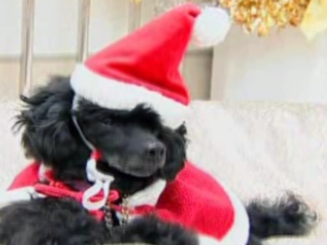 Santa Dogs Are Coming to Tokyo