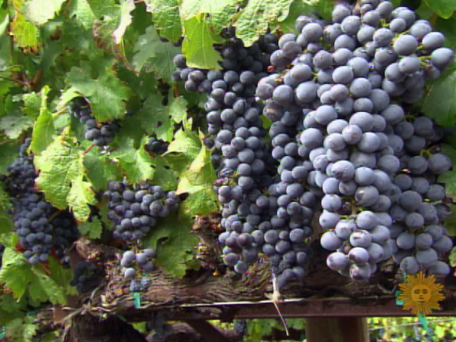 In Wine There Is Truth