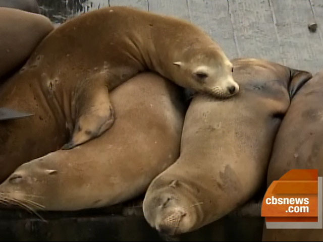 2,000 Sea Lions Disappear