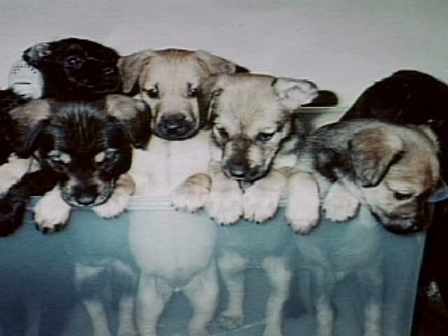 Rescuing Recession-Hit Animals