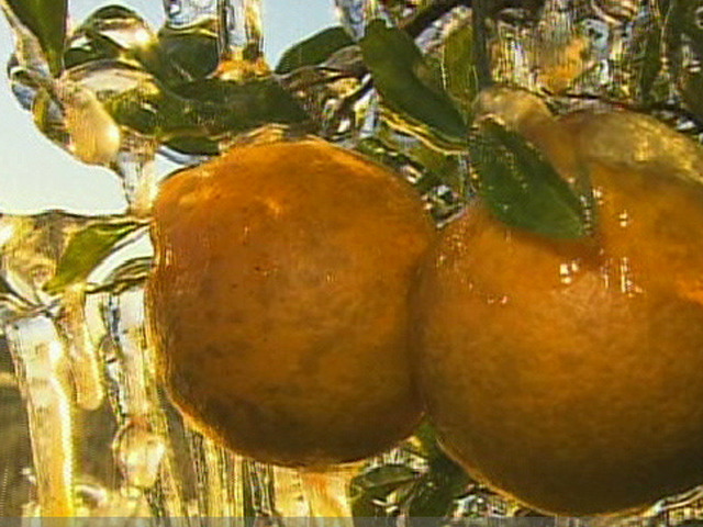 Cold Threatens Crops, Animals
