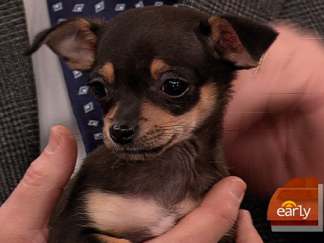 Ay Chihuahua! Pups need Homes