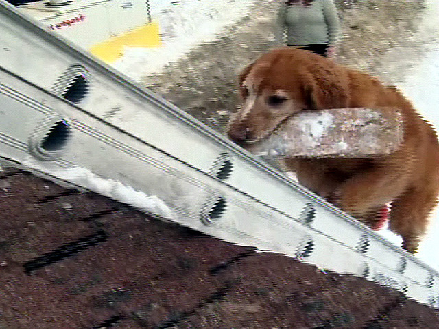 Dog-Gone Good Worker