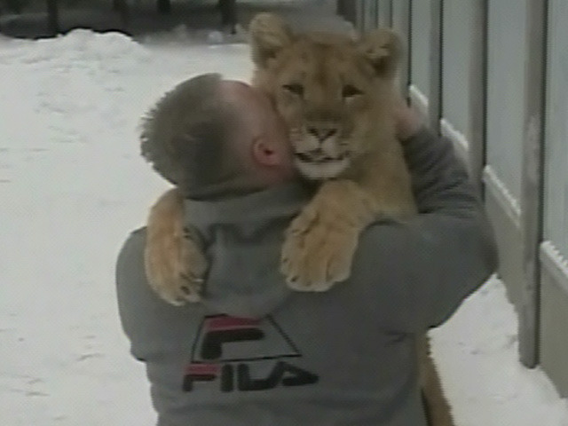 Lion and Man Embrace, Kiss