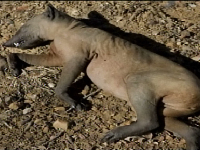 Chupacabra Found?