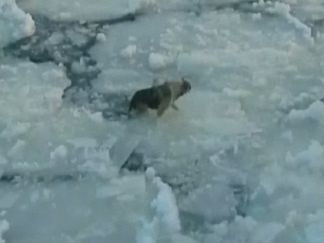 Rescue: Dog Trapped on Iceberg